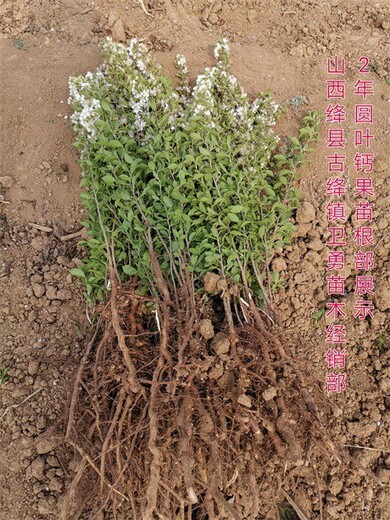 新疆丛生钙果苗种植几年结果