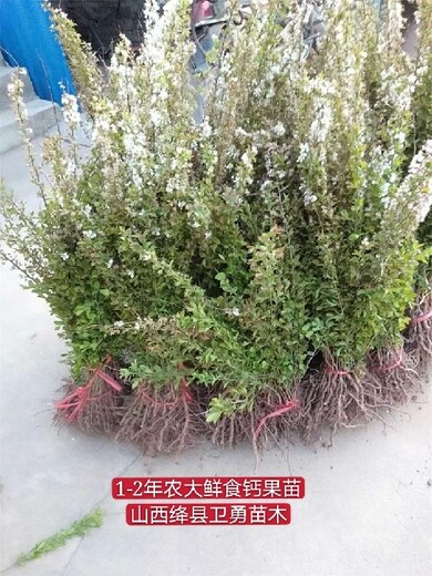 重庆农大6-8-10号钙果苗种植几年结果,欧李苗