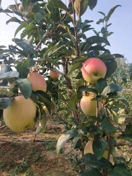 华宝苹果苗基地价格