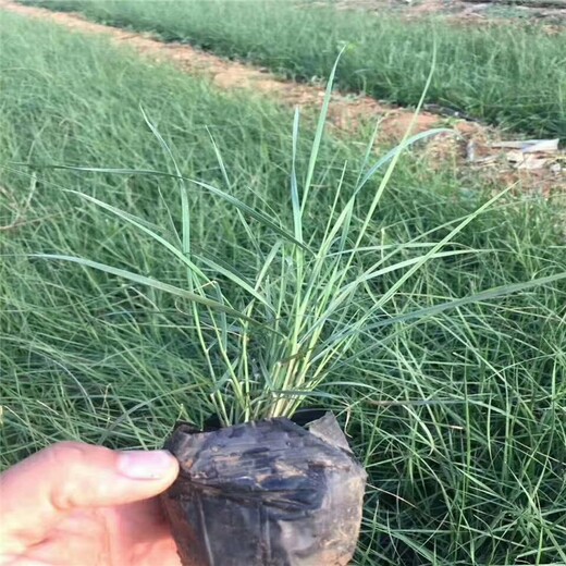 种植粉黛乱子草厂家乱子草种植