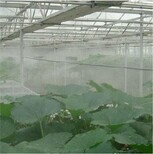 秦皇岛温室大棚喷雾加湿降温系统,温室加湿图片2