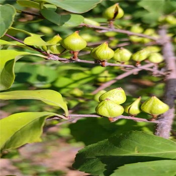 藥用連翹苗價格山西千畝藥用連翹苗種植基地1-2-3年生藥用連翹苗