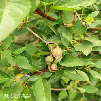 義隆營養(yǎng)杯連翹苗價格-1-2-3年高產(chǎn)藥用營養(yǎng)杯里連翹苗產(chǎn)地價格