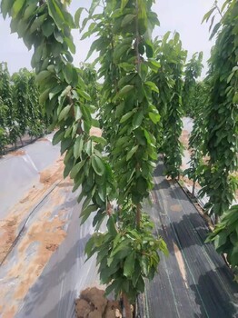 紅羅賓梨樹苗畝留苗多少棵