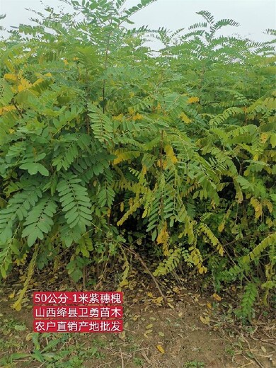 四川2年紫穗槐量大价优