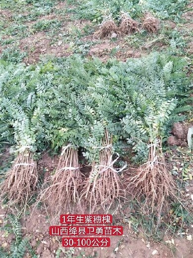 重庆一年生0.3-0.4-0.5公分紫穗槐供应商