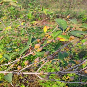 藥用連翹苗栽植介紹-藥用連翹苗市場行情價格-義隆苗木