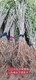 内蒙古30-50公分紫穗槐保湿邮寄产品图