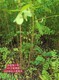 河南二年生0.6-0.7-0.8公分紫穗槐价格产品图