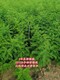 安徽80公分紫穗槐种植基地产品图