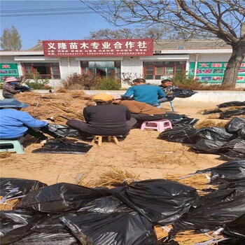 連翹苗種子貴陽(yáng)便宜的藥用連翹苗廠家