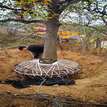 20公分柿子樹(shù)價(jià)格山西20公分柿子樹(shù)批發(fā)種植基地