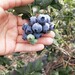 綠寶石藍莓苗果大好吃,地果