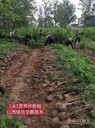陜西1.8米側(cè)柏苗量大價優(yōu)