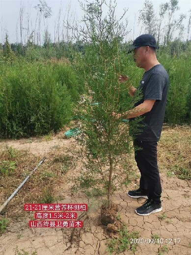 内蒙古1.8米侧柏苗种植基地