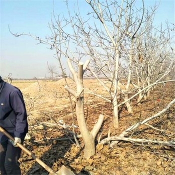 義隆15公分核桃樹種植基地15核桃樹產(chǎn)地價格