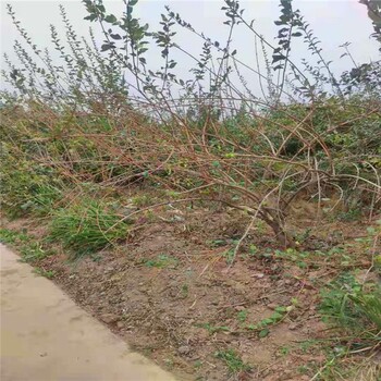 連翹苗基地價格藥用連翹苗價格產(chǎn)地報價