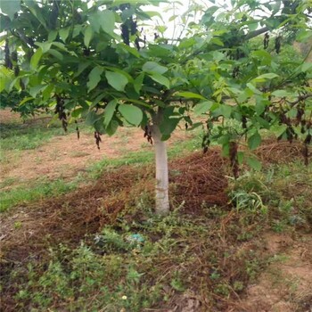 義隆18公分核桃樹山西成家批發(fā)價格基地