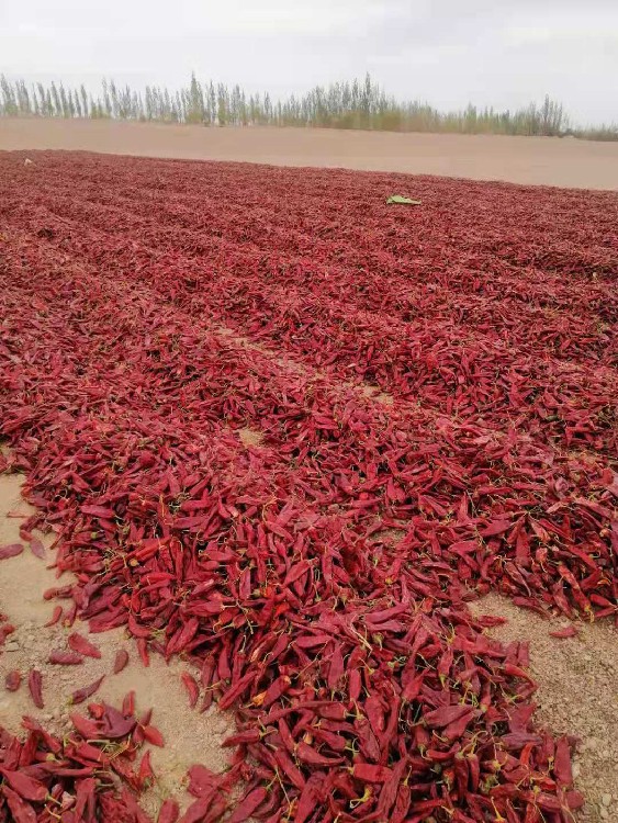 吐鲁番出售干红辣椒美国红云南干红辣椒出售