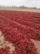 吐鲁番出售干红辣椒美国红云南干红辣椒出售图片