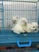 惠州哪里有出售博美犬的品种齐全血统纯正