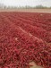 全新新疆干紅辣椒大量出售品種繁多,新疆辣椒