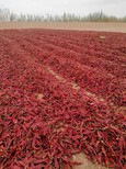 美國紅辣椒新疆干紅辣椒大量出售信譽,新疆辣椒圖片1