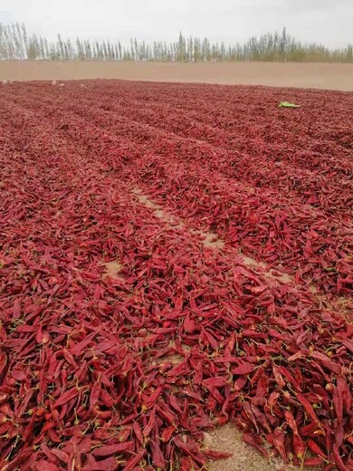 吐鲁番出售干红辣椒色素辣椒山西干红辣椒出售