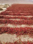 美國紅辣椒新疆干紅辣椒大量出售信譽,新疆辣椒圖片2