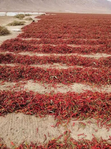克拉玛依出售干红辣椒红龙23重庆干红辣椒出售