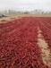 祥瑞椒業新疆辣椒出售,紅龍25新疆干紅辣椒大量出售安全可靠