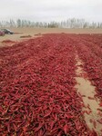 新疆辣椒出售巴音郭楞出售红辣椒色素辣椒