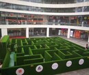杭州从事绿植迷宫租赁,绿植迷宫造价图片