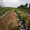 遼陽櫻桃樹多少錢一棵