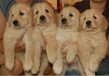 鄭州純賽級金毛犬價格正規狗舍繁殖保健康純種