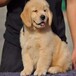 信陽純賽級金毛犬價格賽級品質完美體型