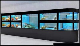 東坦海鮮池玻璃海鮮池,中山壽司店海鮮池價格實惠圖片1