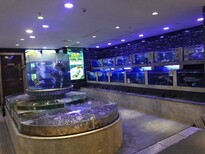東坦海鮮池玻璃海鮮池,陽江海鮮酒吧海鮮池圖片2