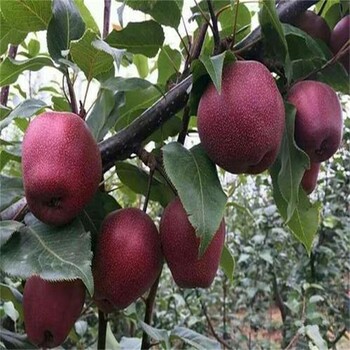 佛山早紅考密斯梨樹(shù)樹(shù)苗圖片及價(jià)格,秋月梨樹(shù)苗