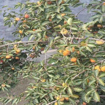 泰安盛旺园艺场富有甜柿树苗,柿子树苗哪个品种好、柿子树苗批发