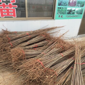 江津香椿樹苗