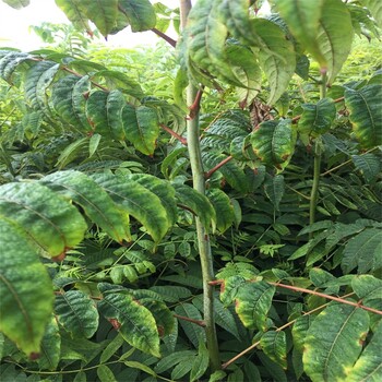 香椿苗批发、香椿苗反季节、香椿苗