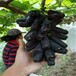 滁州葡萄樹苗種植方法,甜蜜藍寶石葡萄