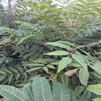盛旺2公分香椿,山南香椿樹苗一畝地多少棵
