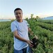綠寶石藍莓苗批發價格新中苗木藍莓苗供貨商
