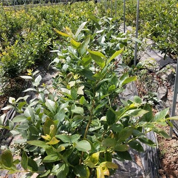 绿宝石蓝莓苗产量如何新中苗木蓝莓苗厂家供应