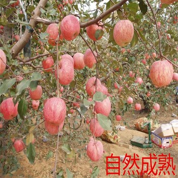 紅富士蘋果苗幾月份成熟、富士蘋果苗價格,秦脆蘋果苗