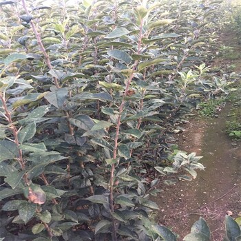 晚熟蘋果品種瑞香紅蘋果苗規(guī)格昆明,富士蘋果苗