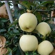 維納斯黃金蘋果苗什么時候移栽最好、富士蘋果苗價格,矮化蘋果苗