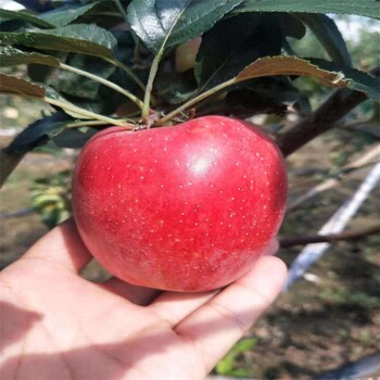 响富苹果苗几月份种植好、3公分苹果苗价格